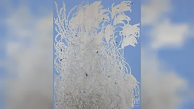 Omae Gallery to host Seong Min-woo solo exhibition "Beside" exploring connections in nature